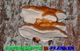 Bild zum Eintrag (913400-177)