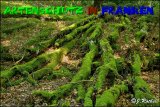 Bild zum Eintrag (913486-177)