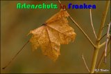 Bild zum Eintrag (913969-177)