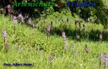 Bild zum Eintrag (914686-177)