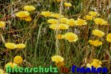 Bild zum Eintrag (914939-177)
