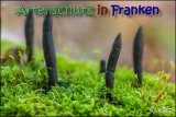 Bild zum Eintrag (915332-177)