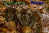 Bild zum Eintrag (915347-177)