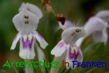 Bild zum Eintrag (915931-177)