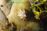 Bild zum Eintrag (916857-177)