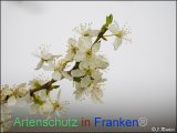 Bild zum Eintrag (919217-177)