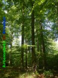 Bild zum Eintrag (919387-177)