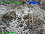 Bild zum Eintrag (920591-177)