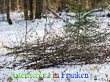 Bild zum Eintrag (920659-177)