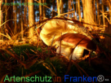 Bild zum Eintrag (921045-177)