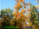 Bild zum Eintrag (921062-177)