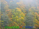 Bild zum Eintrag (921119-177)