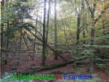 Bild zum Eintrag (921138-177)