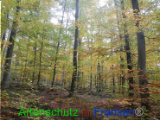 Bild zum Eintrag (921144-177)