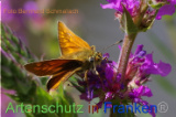 Bild zum Eintrag (921159-177)