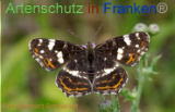 Bild zum Eintrag (921179-177)