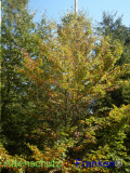 Bild zum Eintrag (921799-177)