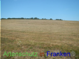 Bild zum Eintrag (921812-177)