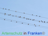 Bild zum Eintrag (922023-177)