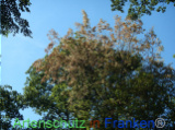 Bild zum Eintrag (922063-177)