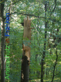 Bild zum Eintrag (922076-177)