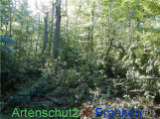 Bild zum Eintrag (922125-177)