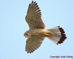 Turmfalke