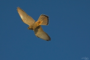 Turmfalke 1