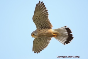 Turmfalke 2