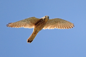 Turmfalke 3