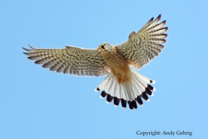 Turmfalke 4