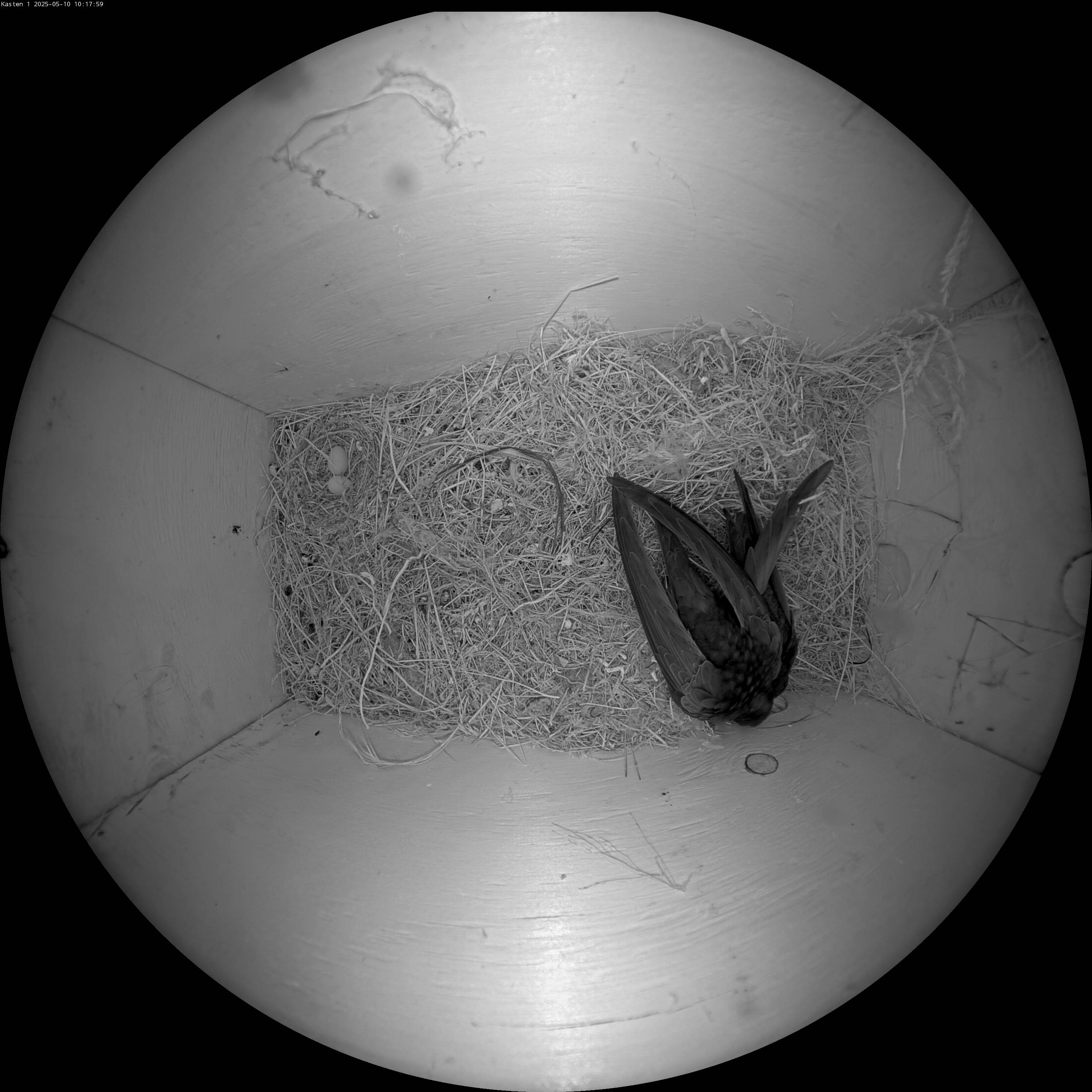 Webcam